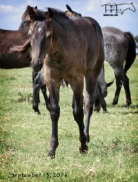 Azuls Bonita Amiga's 2016 Colt